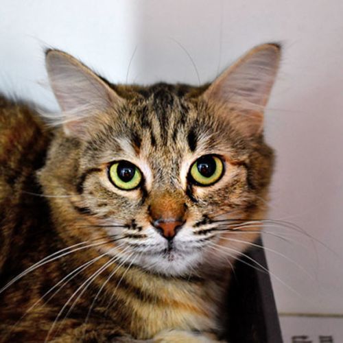 Harper - Domestic Short Hair (DSH) Cat