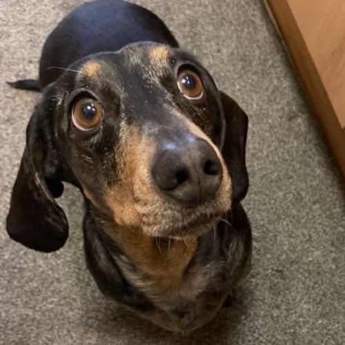 Henri (pronounced On-ree)  - Dachshund (Miniature Smooth Haired) Dog