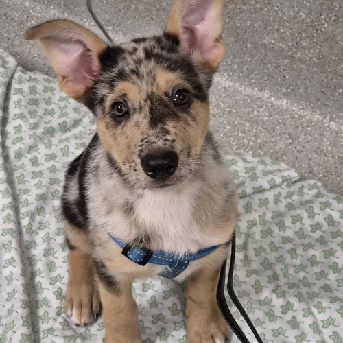 Russell - Australian Koolie Dog