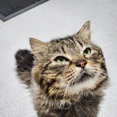 🐟 Mahi-Mahi 6469 🐟 - Domestic Medium Hair (DMH) Cat