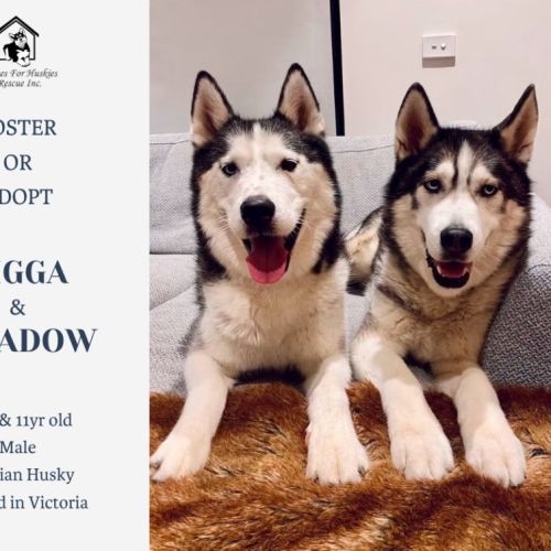 Digga & Shadow - Siberian Husky Dog