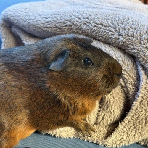 Rocky - Agouti Guinea Pig