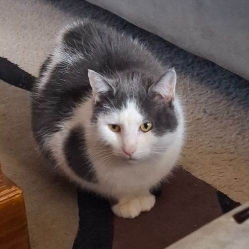 James  - Domestic Short Hair (DSH) Cat