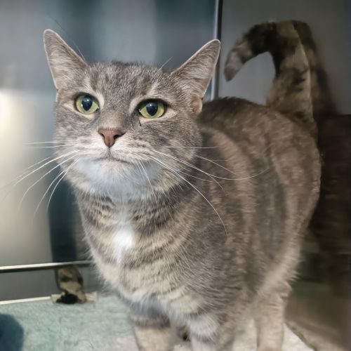 Pippa - Domestic Short Hair Cat