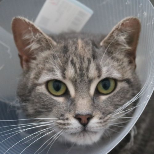 Indigo - Domestic Short Hair (DSH) Cat