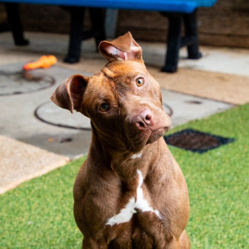 Bixby - American Staffordshire Terrier Dog