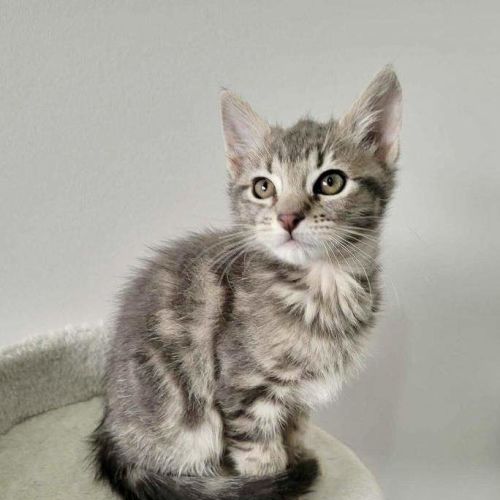 Sota - Domestic Short Hair (DSH) Cat