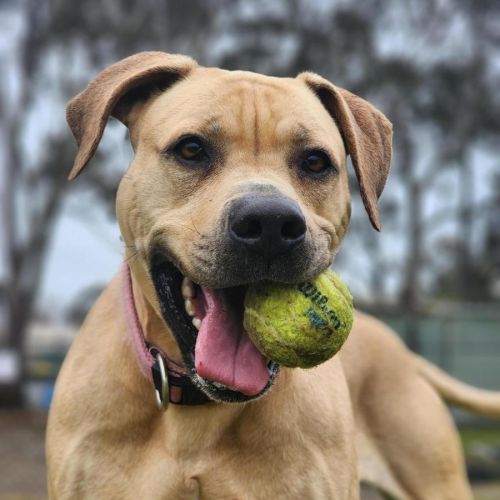 🍭 Penelope 6667 🍭 - Mastiff x American Staffordshire Terrier Dog