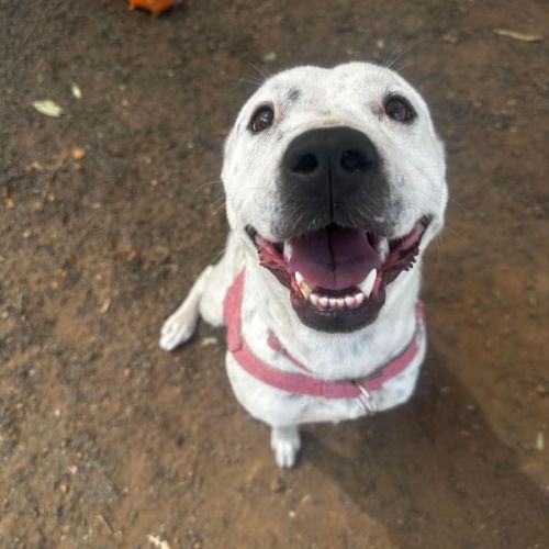Dottie - Staffordshire Bull Terrier Dog