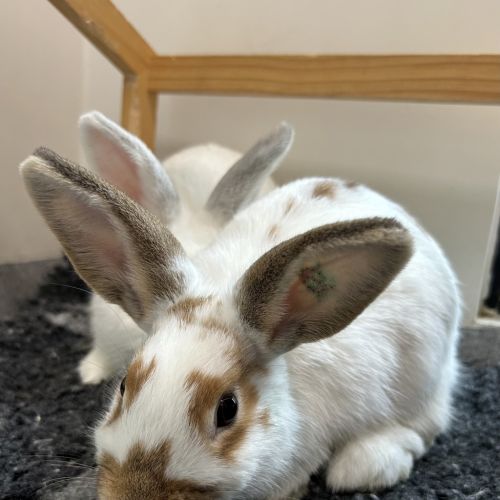 Pecan - Rabbit   Domestic Rabbit