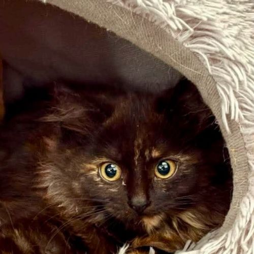 Iris - Domestic Medium Hair (DMH) Cat
