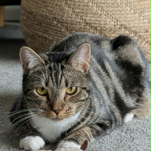 Hugo *9 Lives Project Rescue* - Domestic Short Hair (DSH) Cat
