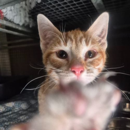Mars - Domestic Short Hair (DSH) Cat