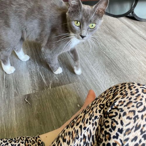 Cream 🩷 - Domestic Short Hair (DSH) Cat