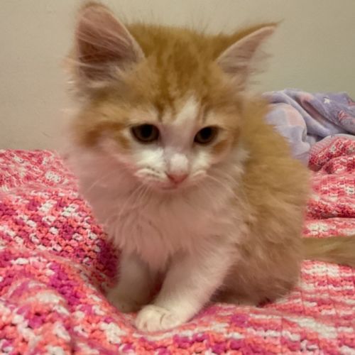 Mozzarella  - Domestic Long Hair (DLH) Cat
