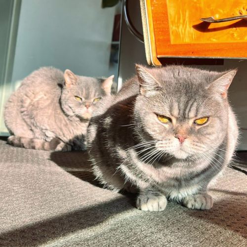 🍪Carob & Crumble🍪 - British Shorthair Cat