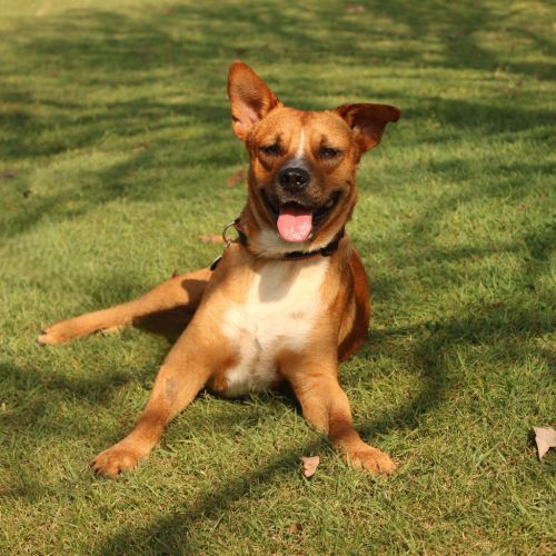 Duggee - Mixed breed Dog