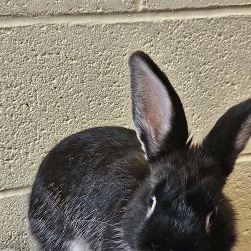 Holly - Mini Rex Rabbit