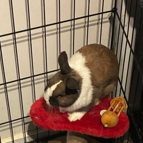 Octavia - Netherland Dwarf Rabbit