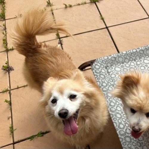 Lucy and Chester Gallucci - Pomeranian Dog