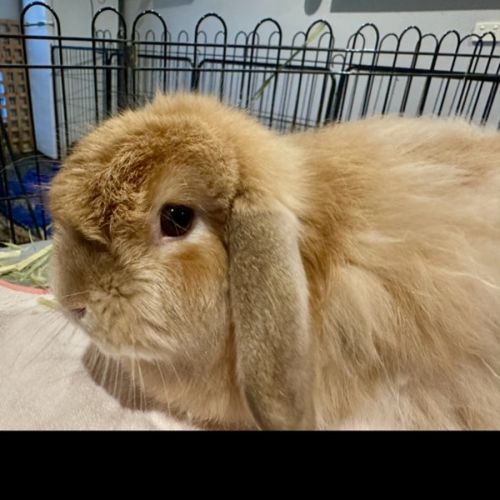 Cassie - Cashmere Lop Rabbit
