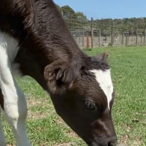 Benson and Arthur -  Cow