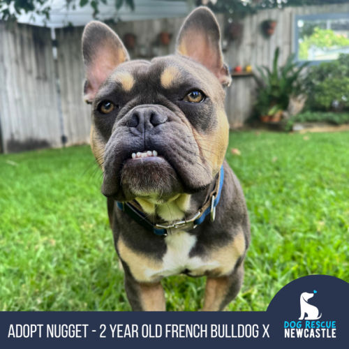 Nugget - 2 Year Old French Bulldog X - French Bulldog x American Bulldog