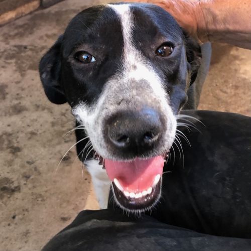 Bubba - Mixed breed Dog