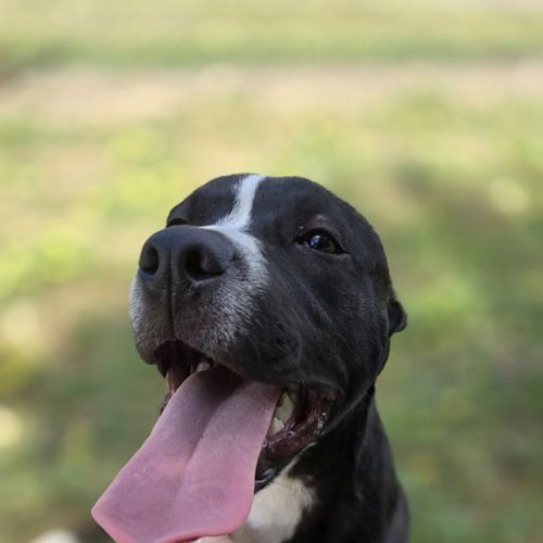 Johnny Cash - Medium Cross Breed Dog