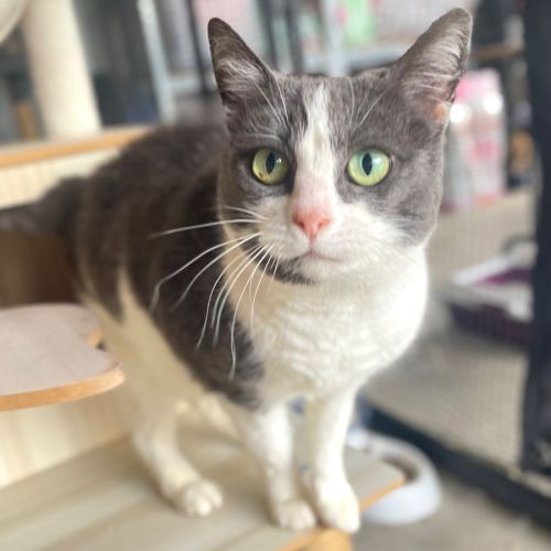 Bertha - Domestic Short Hair (DSH) Cat