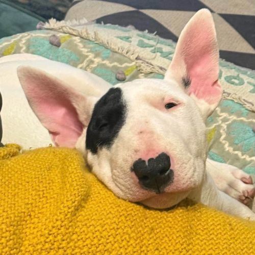 Pearl - Bull Terrier Dog
