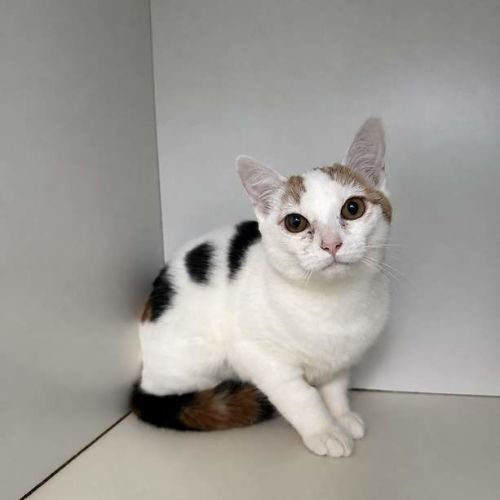 Cello - Domestic Short Hair (DSH) Cat