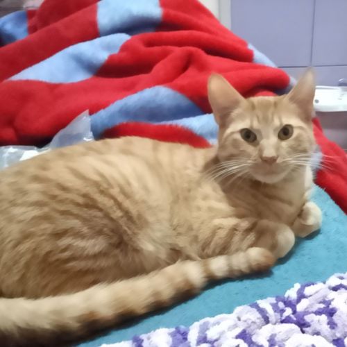 Roy - Domestic Short Hair (DSH) Cat