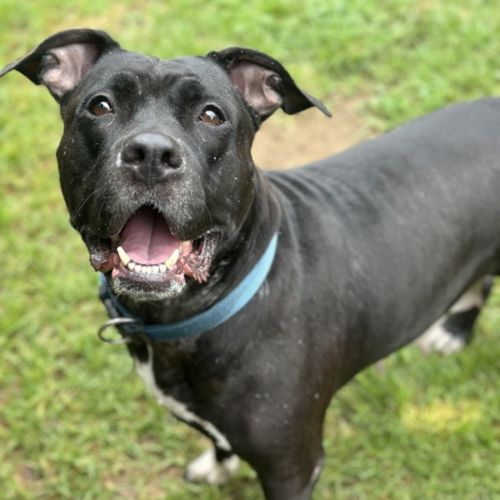 Kana - American Staffordshire Terrier Dog