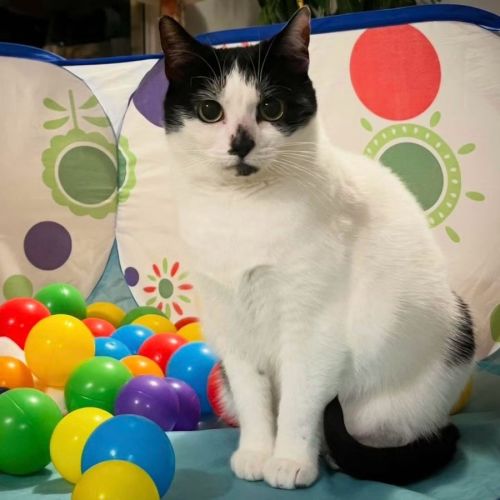 10868 - Dorothea - Domestic Short Hair (DSH) Cat