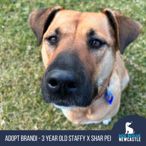 Brandi - 3 Year Old Staffy X Shar Pei - American Staffordshire Terrier x Shar Pei Dog