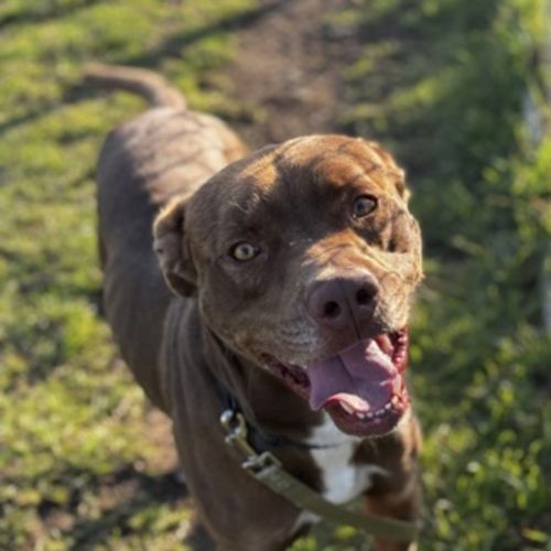 Ceasar (68949) - Bullmastiff Dog