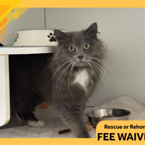 Clarion - Domestic Medium Hair Cat