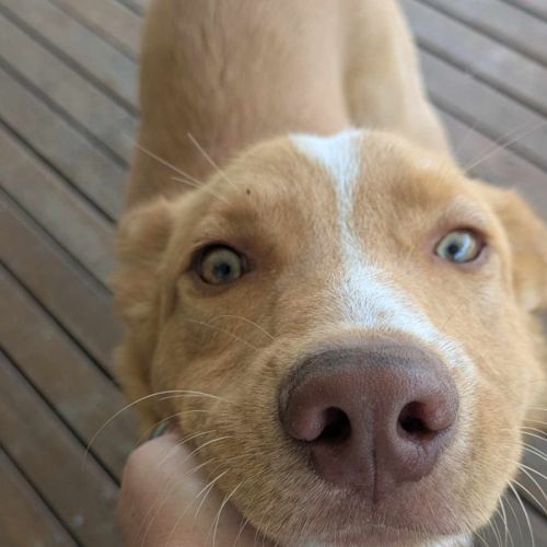 Dusty - Australian Kelpie Dog