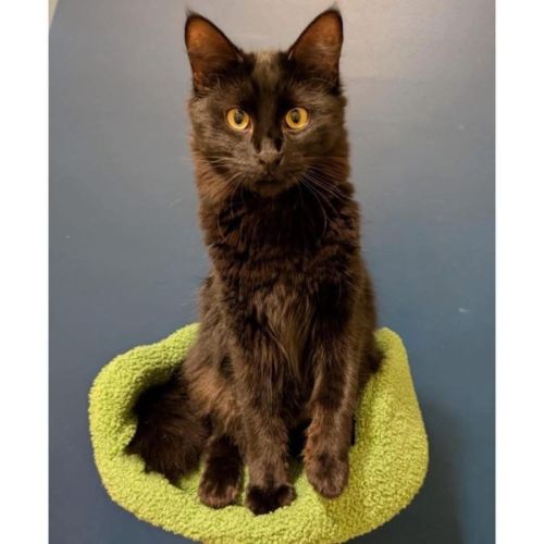 12025 - Auvi - Domestic Medium Hair (DMH) Cat