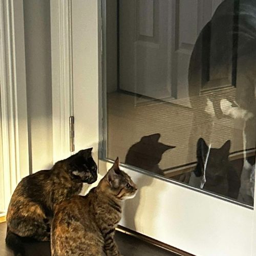 Maple / Harriett - Domestic Short Hair (DSH) Cat