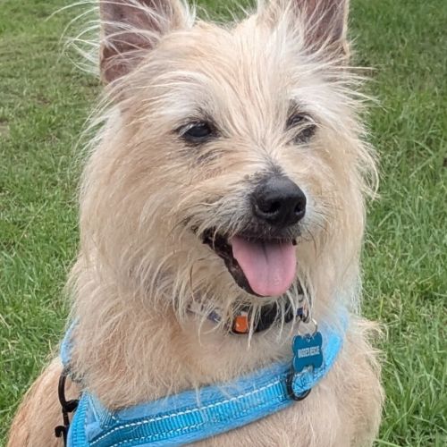Bessie - Australian Terrier Dog