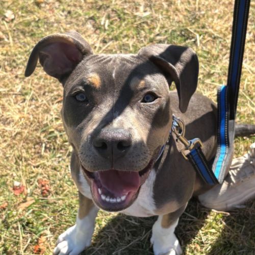Beau - American Staffordshire Terrier Dog