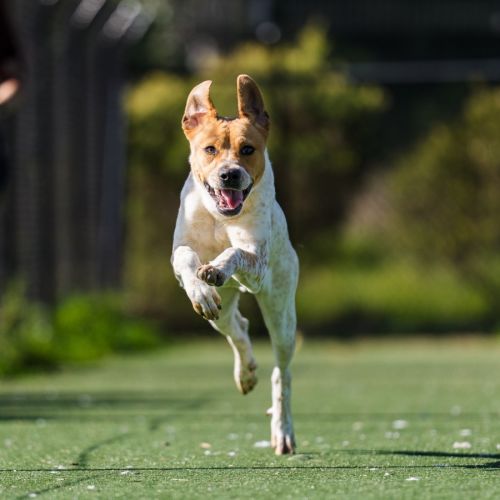 Mick imp 1465 - Australian Cattle Dog