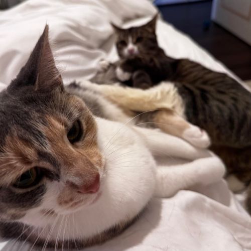 Tay Tay & Britney  - Domestic Short Hair (DSH) Cat