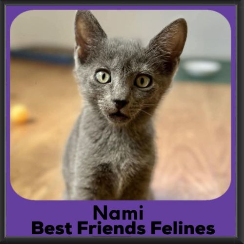 Nami - Domestic Short Hair (DSH) Cat