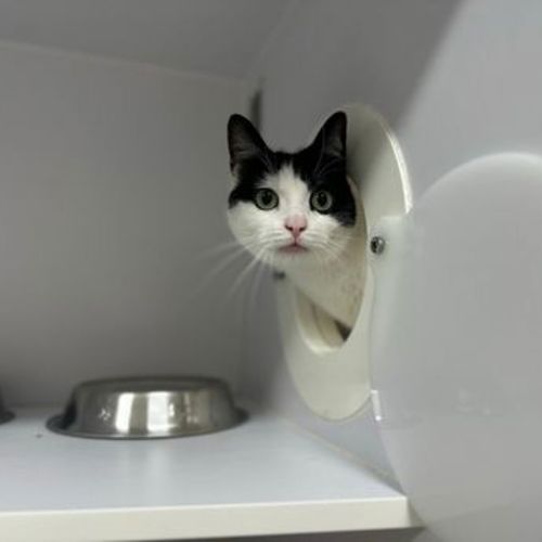 Maggie - Domestic Short Hair Cat