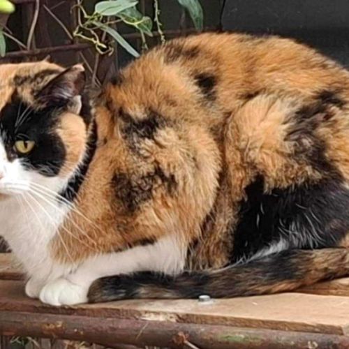 11864 - Rhea - Domestic Short Hair (DSH) Cat