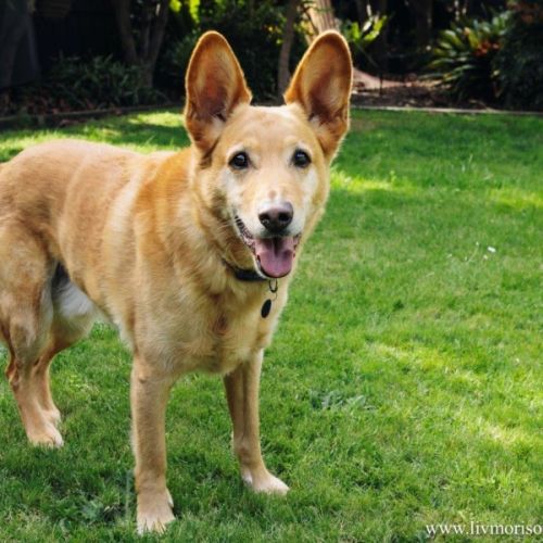 Teddy Belvedere - Australian Kelpie Dog