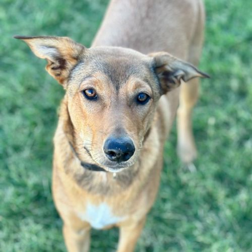 Aida - Australian Kelpie Dog